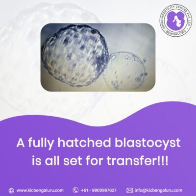 fully hatched blastocyst